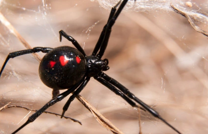 are black spiders poisonous are black spiders poisonous