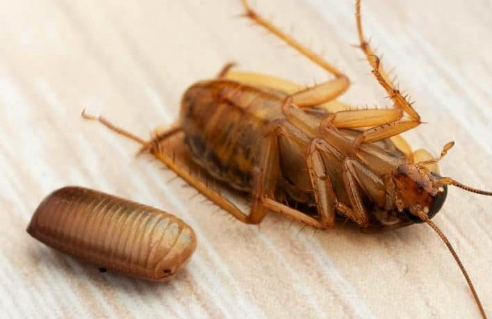 cockroach survival without water