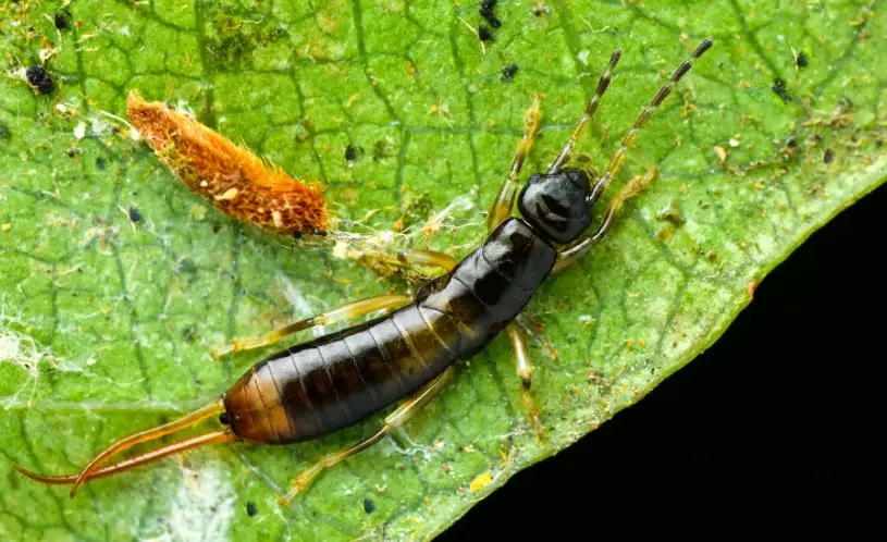 earwig control earwig control