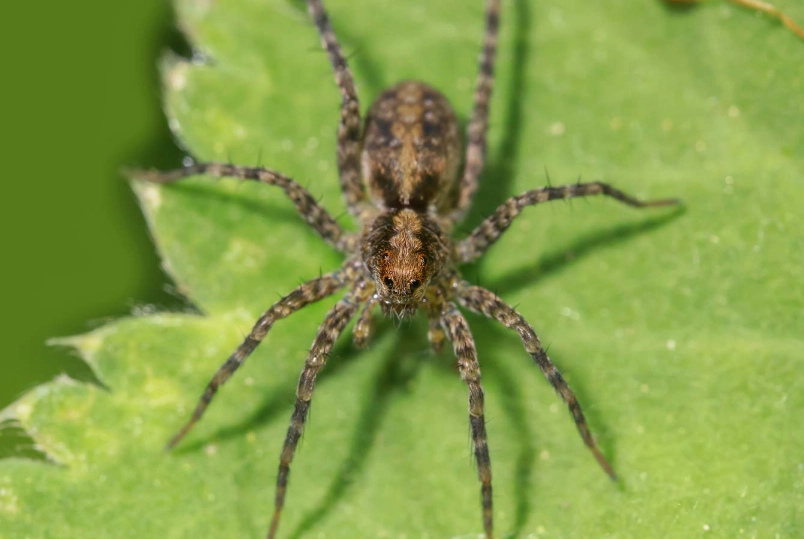 hobo spider identification