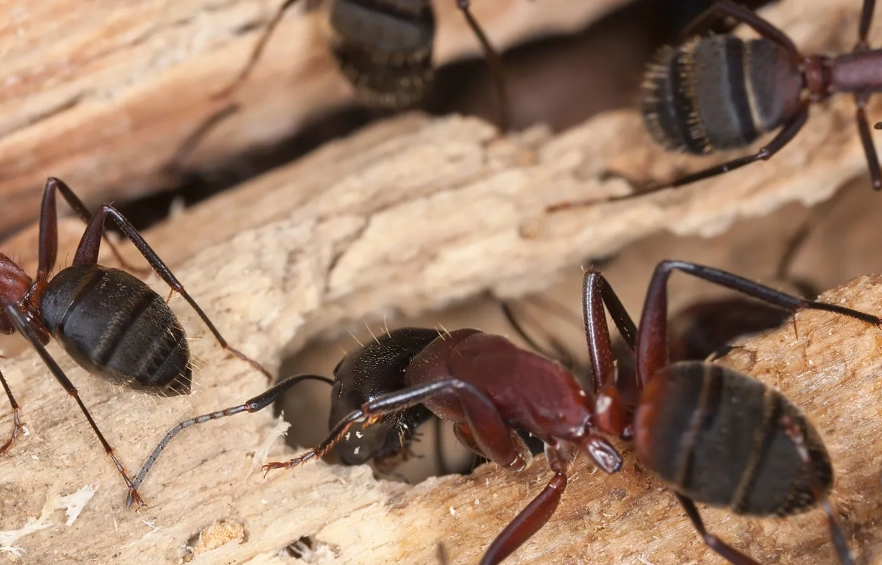 how to get rid of carpenter ants