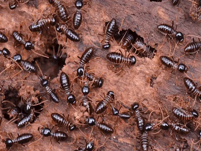 signs of termites