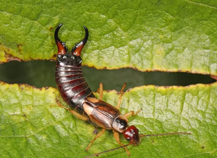 earwig infestation earwig infestation