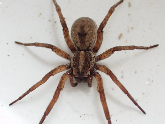 spider identification guide