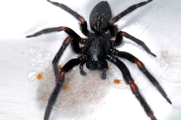 Badumna insignis venom