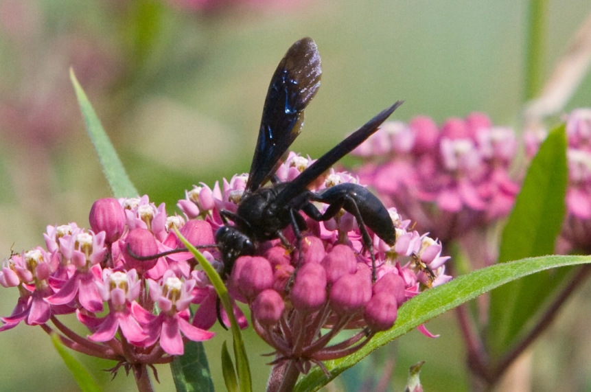 dirt dauber wasp dirt dauber wasp