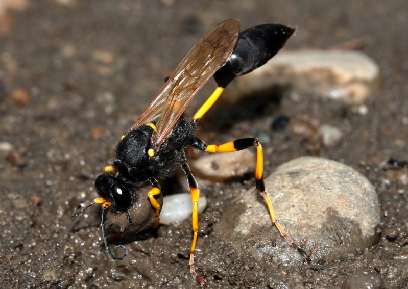 mud dauber mud dauber