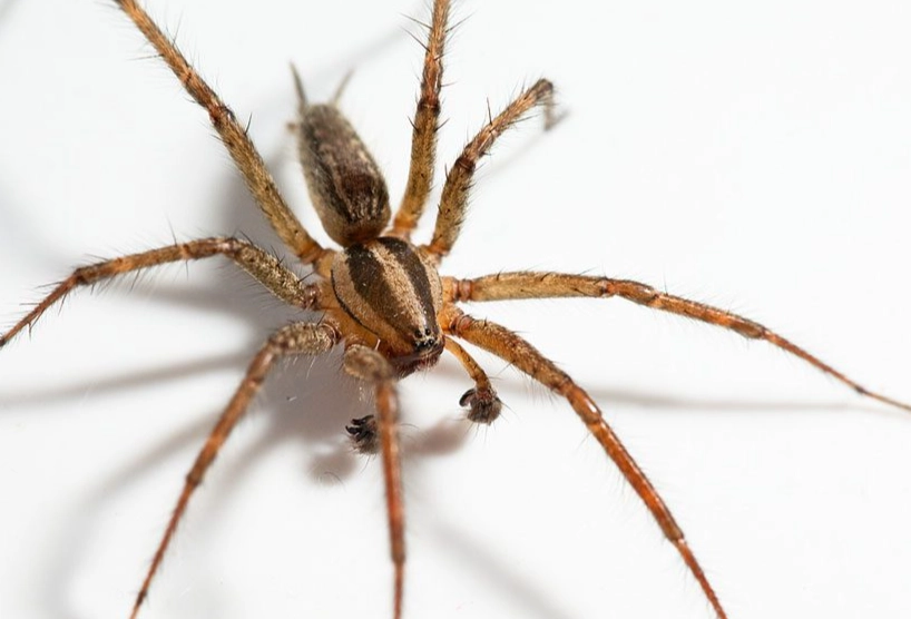 hobo spider identification