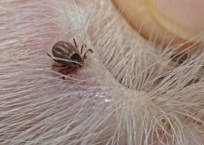 dog tick diseases