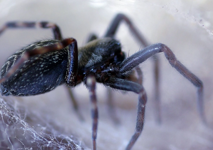 black spider identification black spider identification