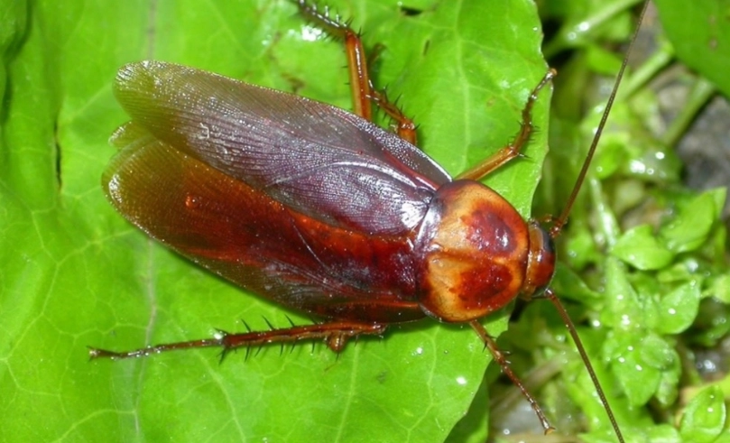 cockroach infestation signs