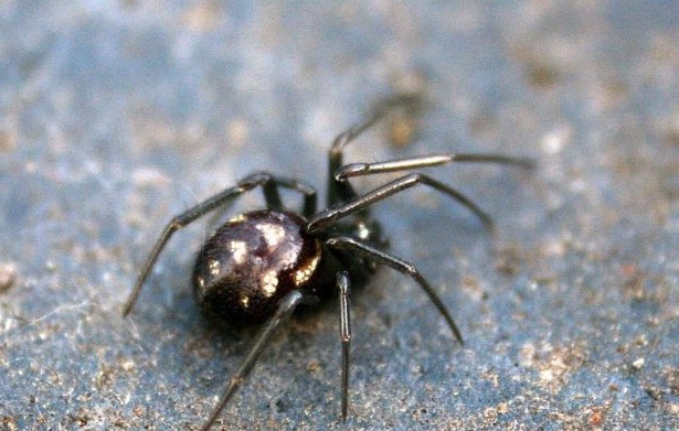 are black house spiders poisonous to humans