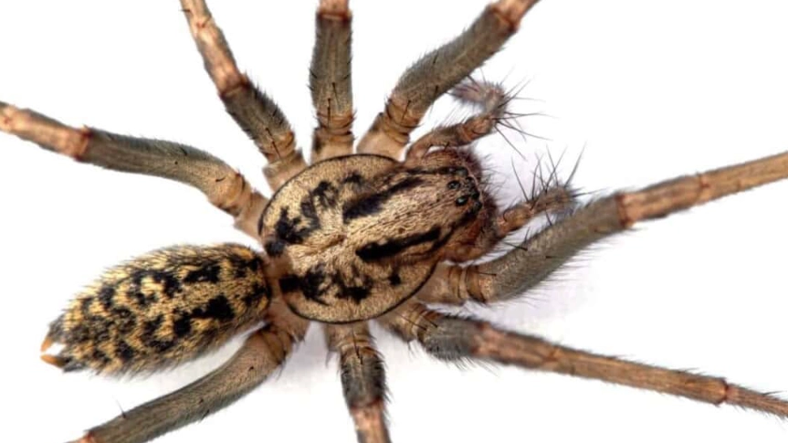 hobo spider