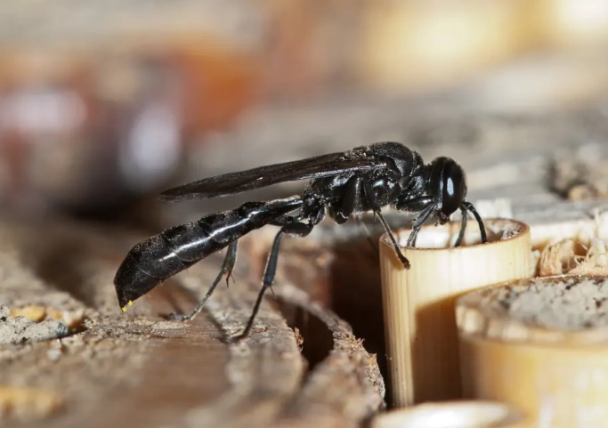 dirt dauber wasp