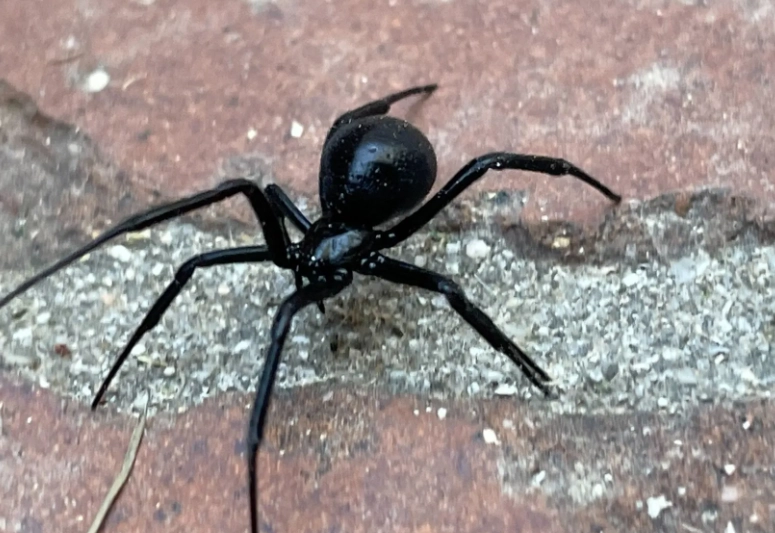 are black spiders poisonous are black spiders poisonous