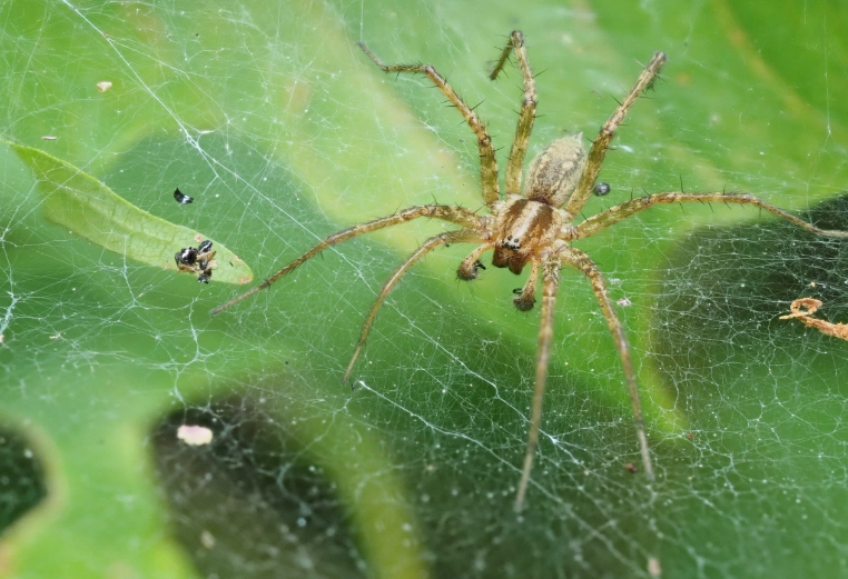 are grass spiders poisonous