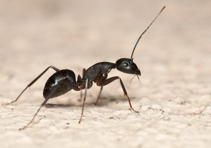 carpenter ant damage