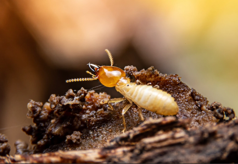 subterranean termite control