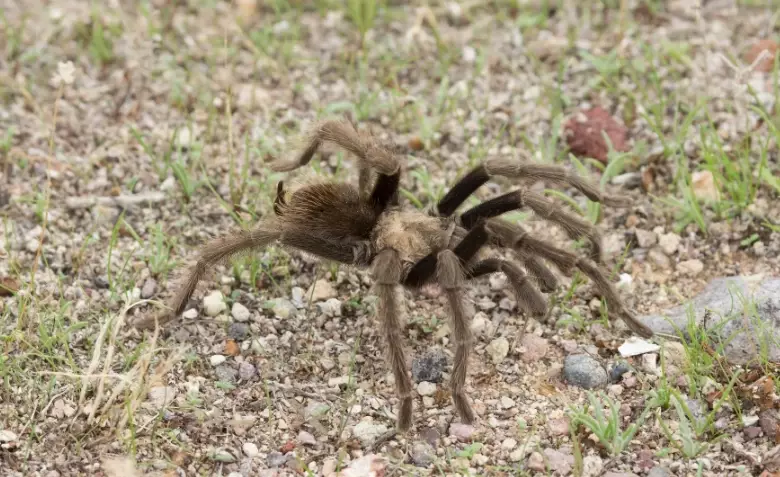 types of pet spiders