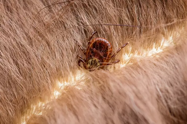 how to prevent ticks on dogs
