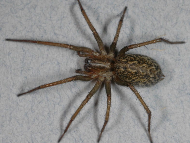 hobo spider vs brown recluse