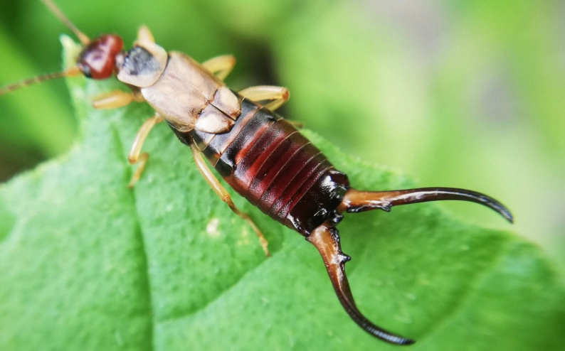 earwig in house earwig in house