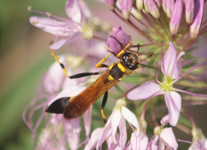 mud dauber nest