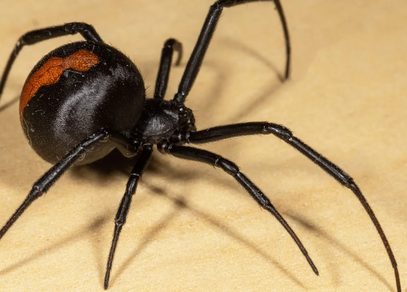 common black spiders common black spiders