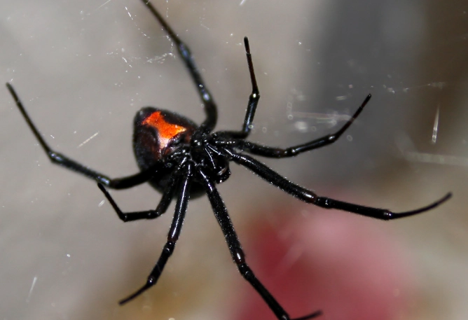 black house spider bite symptoms