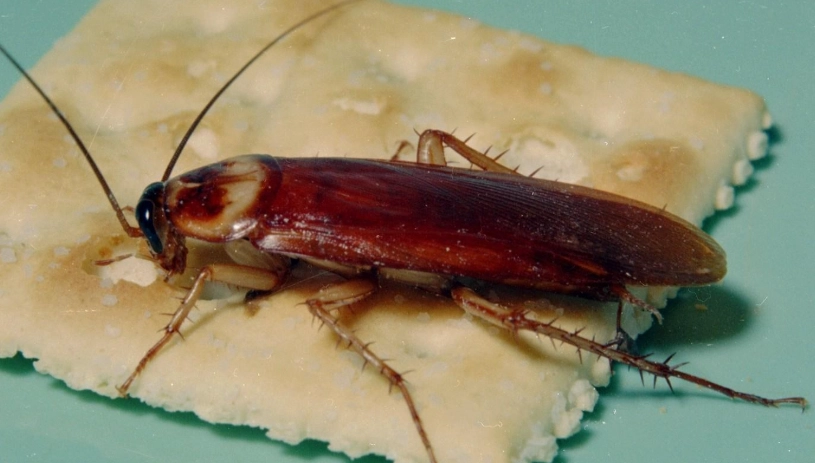 how to get rid of cockroaches