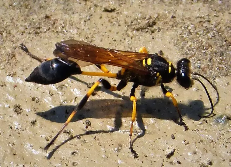 mud dauber mud dauber