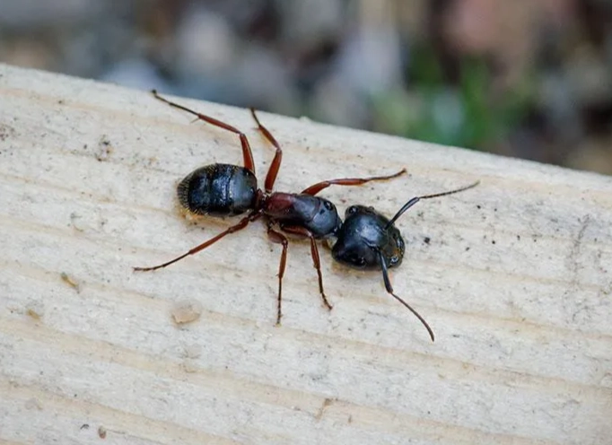 carpenter ant damage