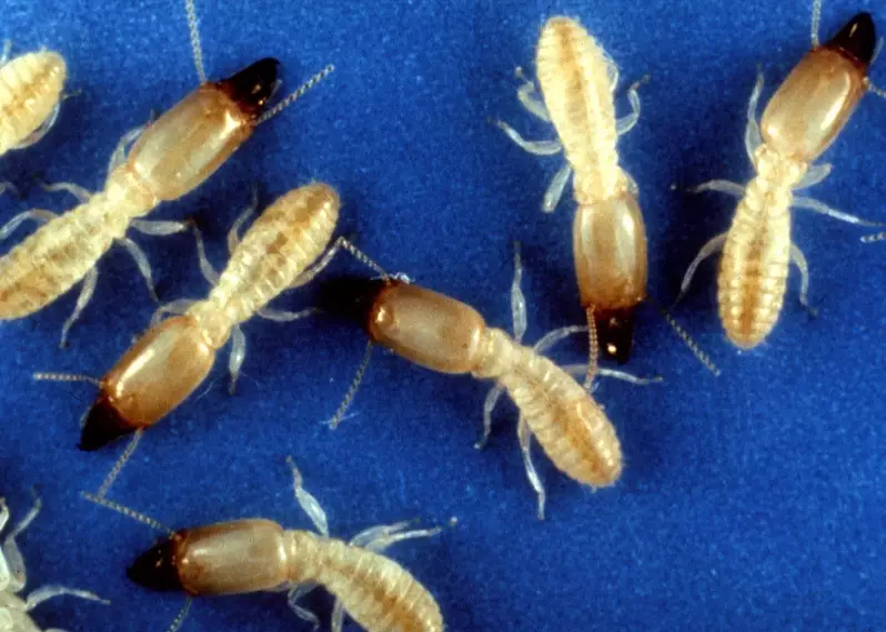 subterranean termites