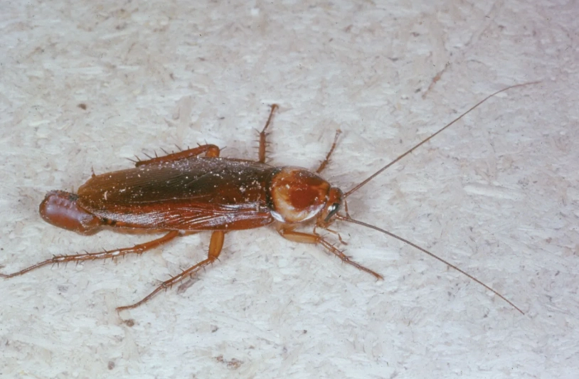 cockroach control