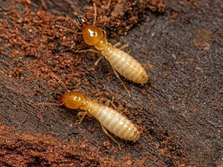 signs of termites
