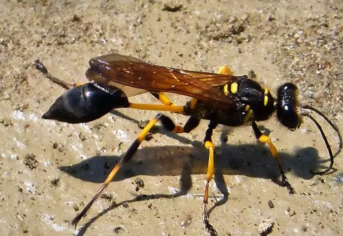 dirt dauber wasp