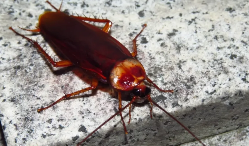 cockroach survival without water