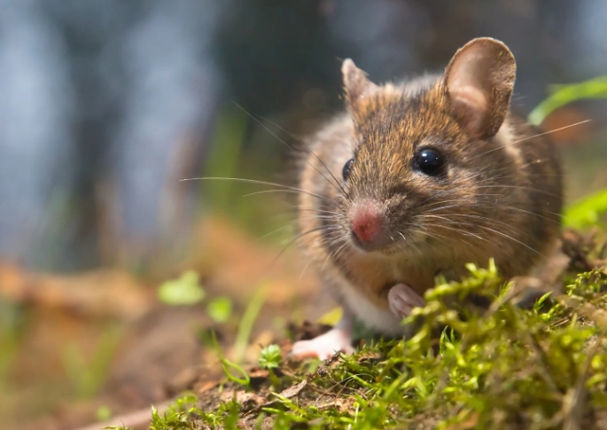 mouse color patterns