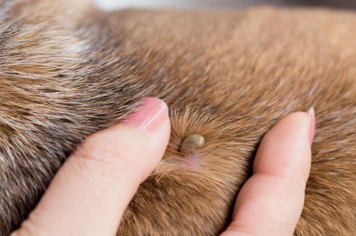 dog tick removal