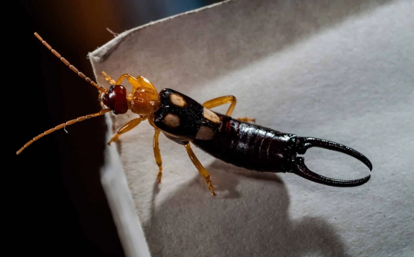 earwig in house earwig in house