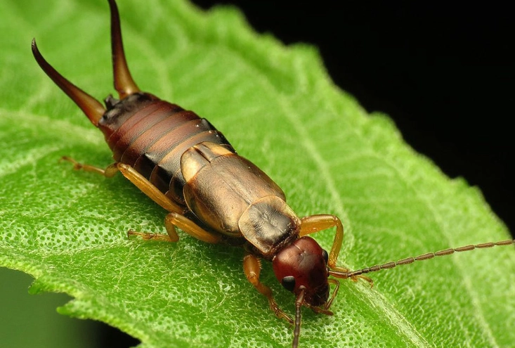 earwig infestation earwig infestation
