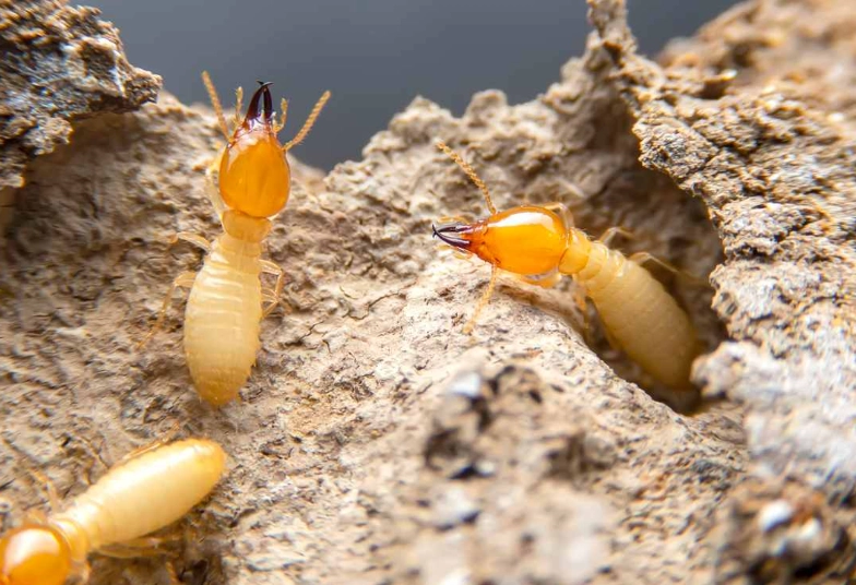 signs of termites