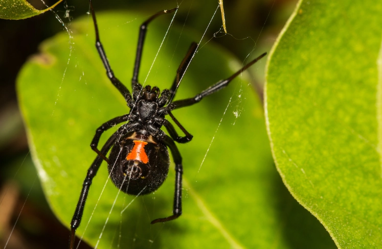 Badumna insignis venom