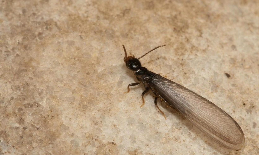 subterranean termite control