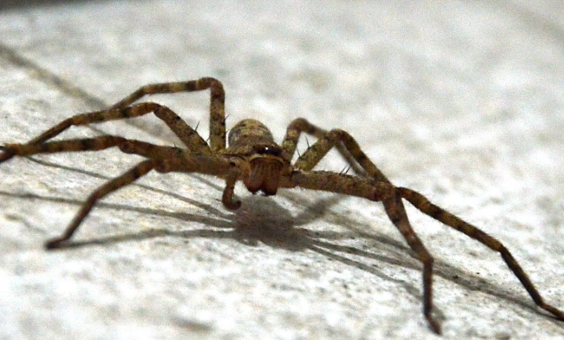 hobo spider vs brown recluse
