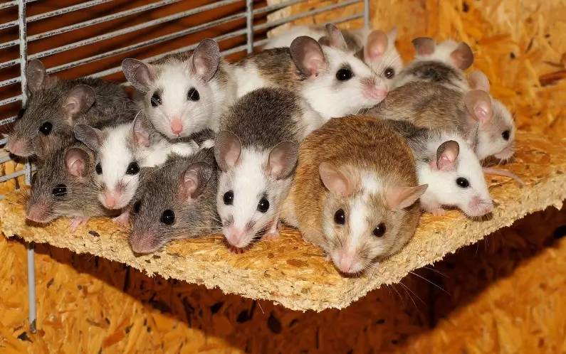 signs of mice in house