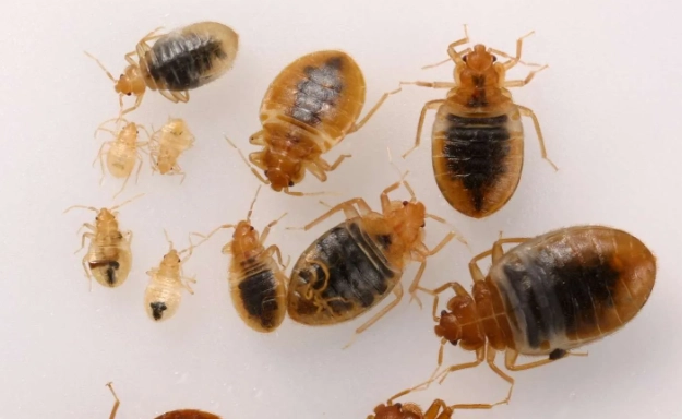 signs of bed bugs signs of bed bugs