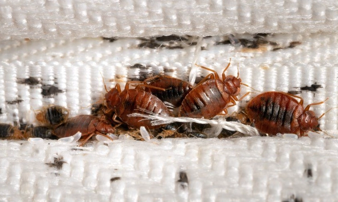 bed bug infestation causes