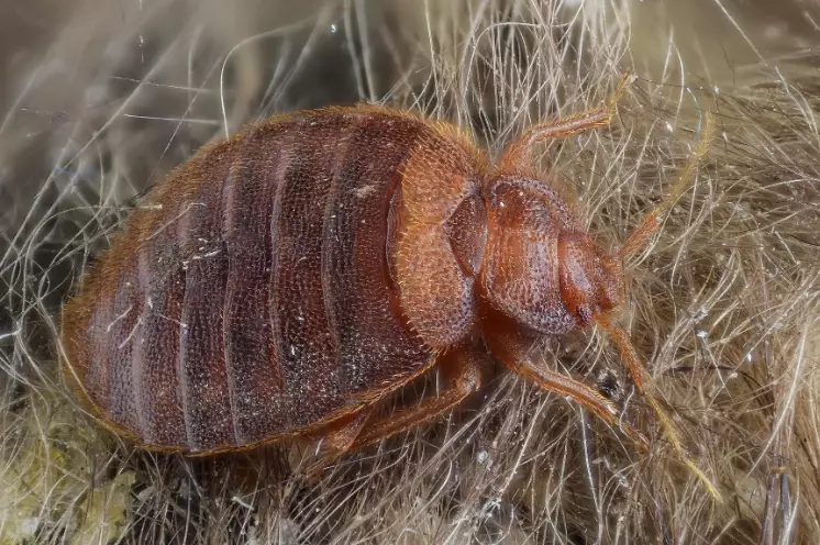 what do bed bugs look like what do bed bugs look like