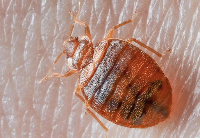 what do bed bugs look like what do bed bugs look like